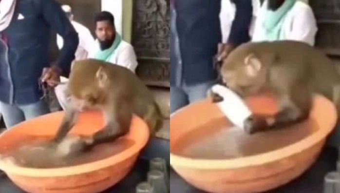 Monkey washing plates video goes viral in Social Media