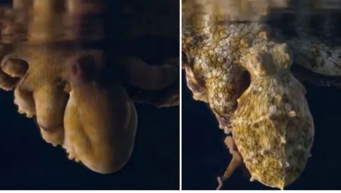 Mesmerizing video of an octopus changing colour in its sleep
