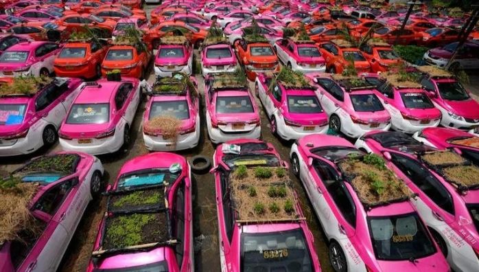 Taxis go green with mini gardens on car roofs 