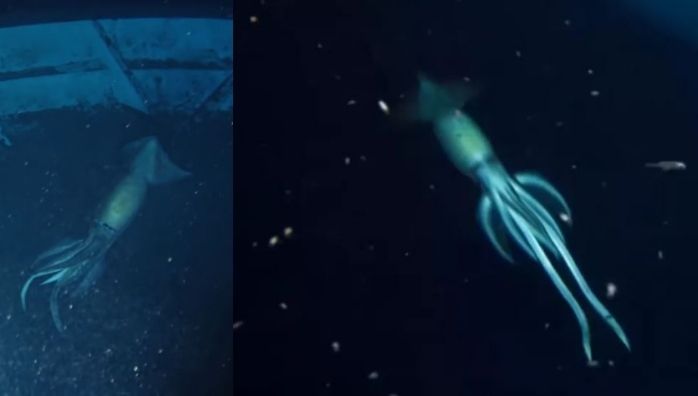 Giant Deep-Sea Creature 