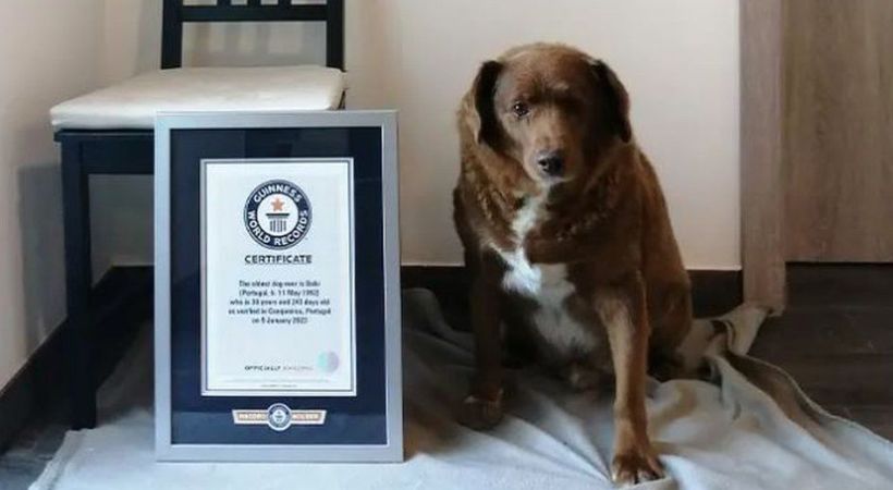 worlds oldest dog bobby passed away