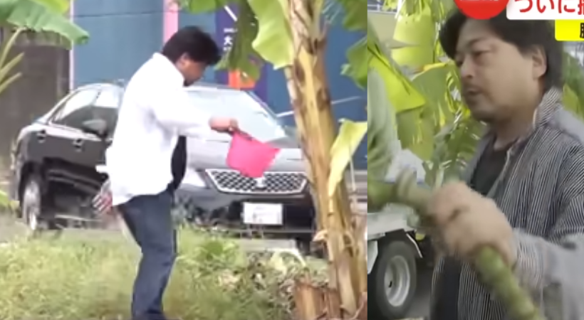 Japanese Man Grows Banana Trees in the Middle of City Road