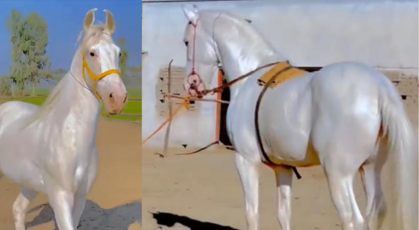 Viral video of Akhal-Teke horse