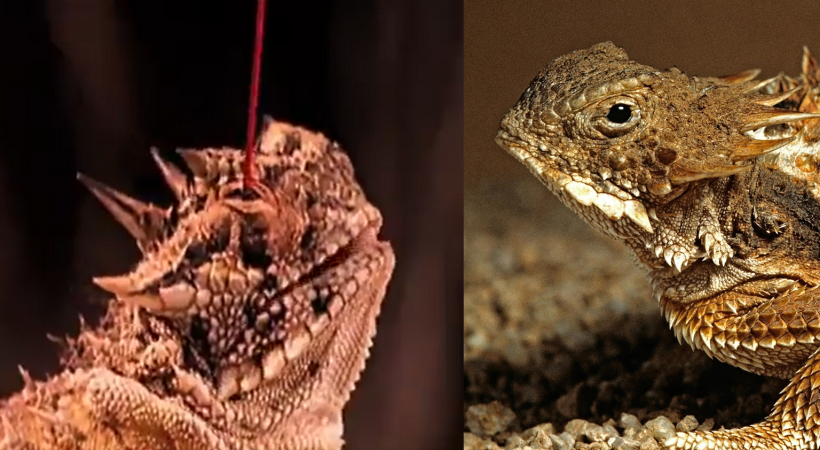 Regal Horned Lizard Spews Blood From Its Eyes To Evade Predator