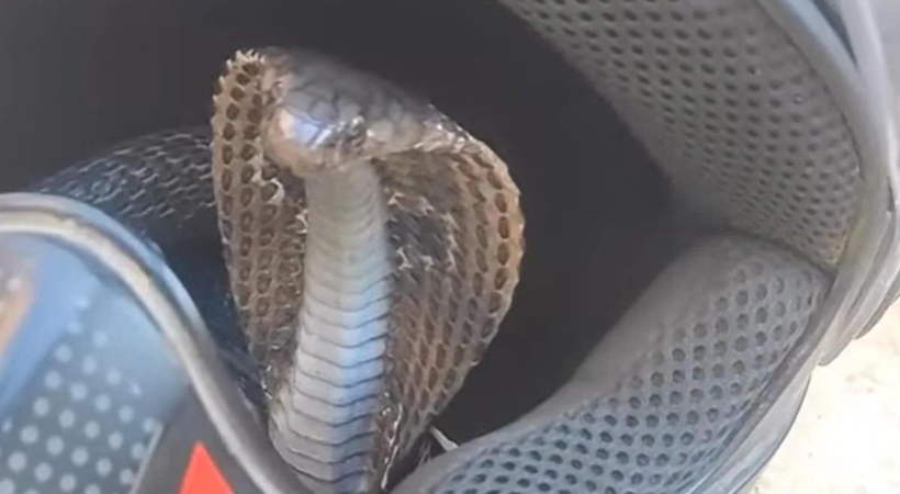 Snake Hiding In Bike's Helmet
