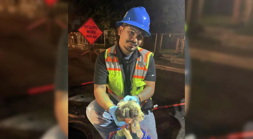 Puppy rescued from sewer after 8 hours in US