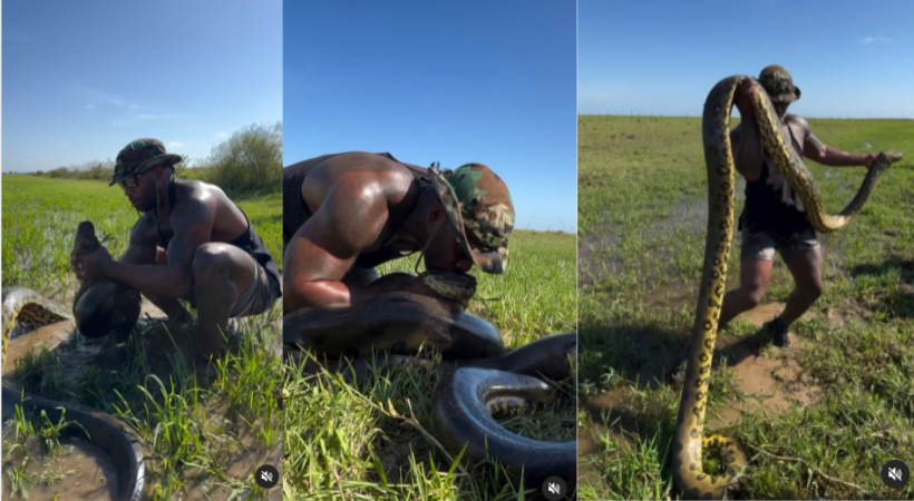 Man Catches Huge Anaconda With Bare Hands